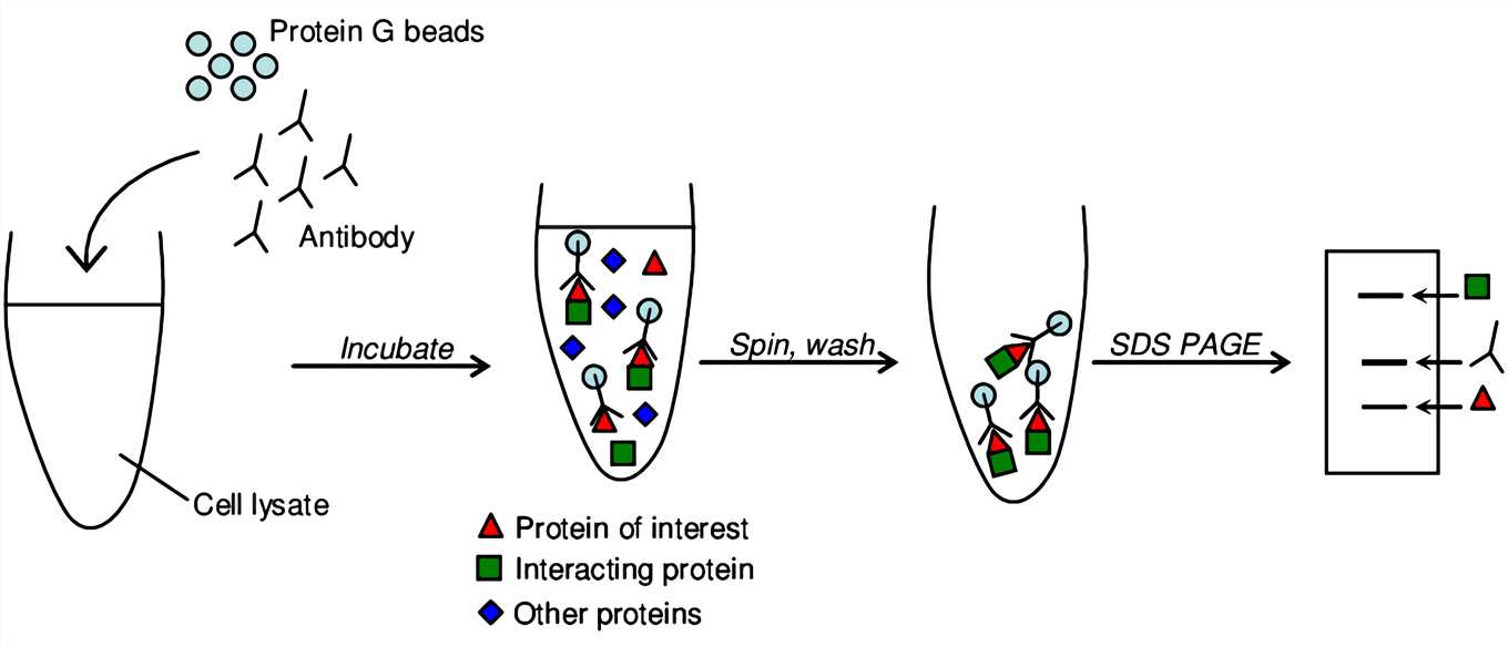 Scheme of the Co-IP.