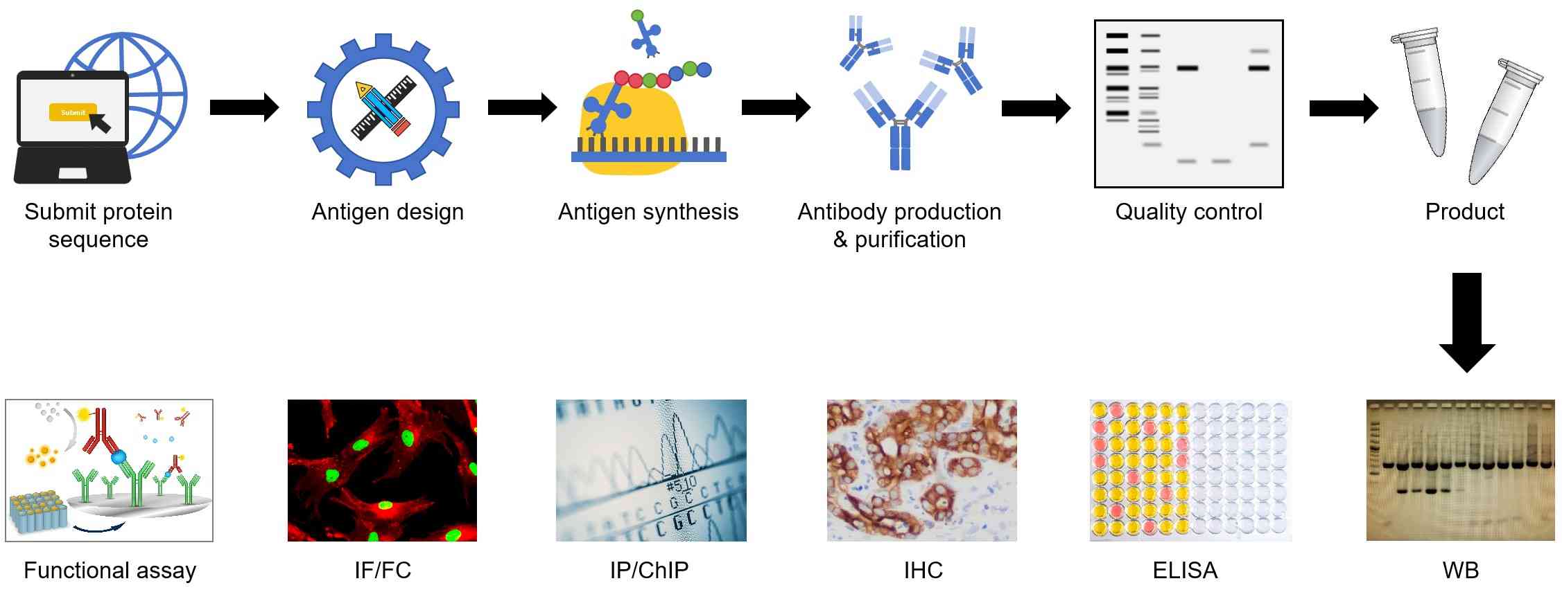 Fig.4 Custom antibody services. (Creative Biolabs Original)