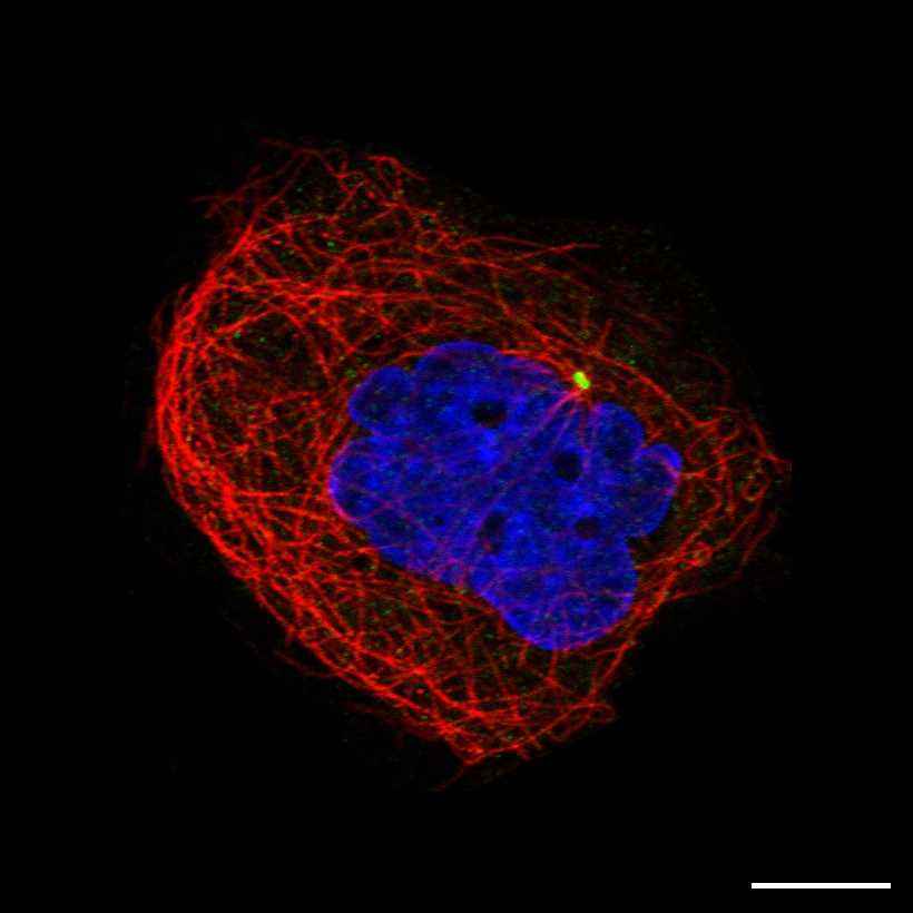 Fig.11 Centrosome. (https://v18.proteinatlas.org/learn/dictionary/cell/microtubule+organizing+center+6)