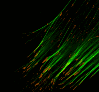 Focal Adhesion Sites