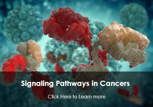 Signaling Pathways in Cancers
