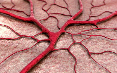 Cardiovascular