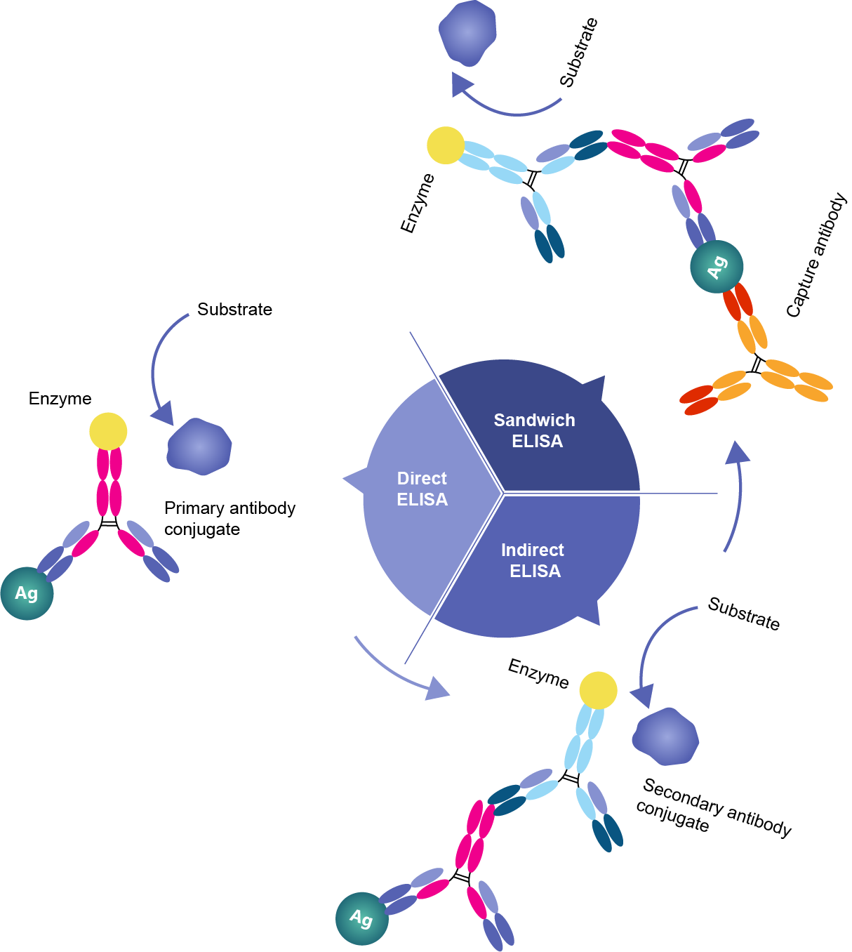 ELISA assays comparison.