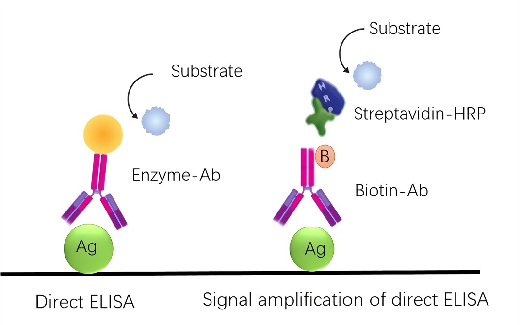 Normal mode and signal amplification mode of direct ELISA.
