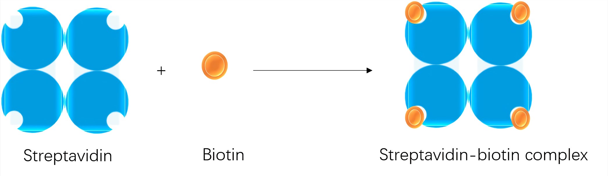 Direct ELISA with Streptavidin-biotin Detection