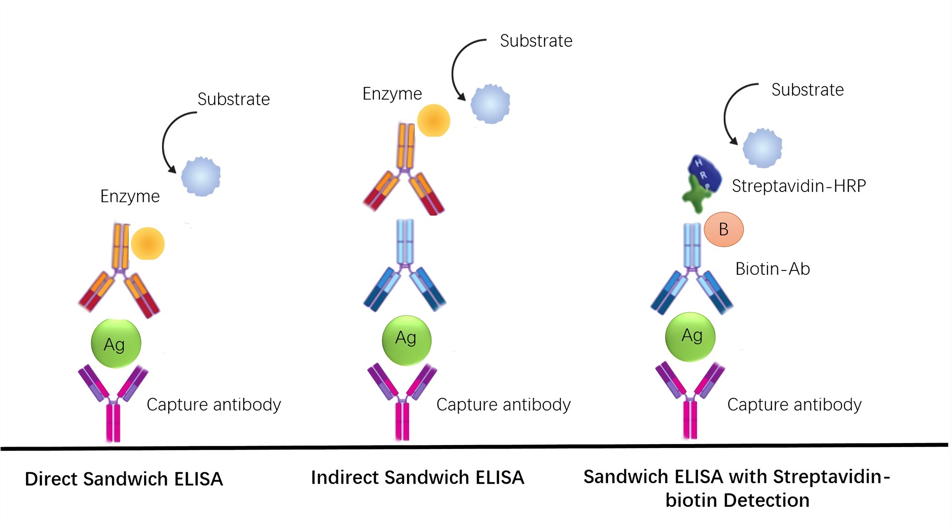 Normal modes and signal amplification mode of sandwich ELISA.