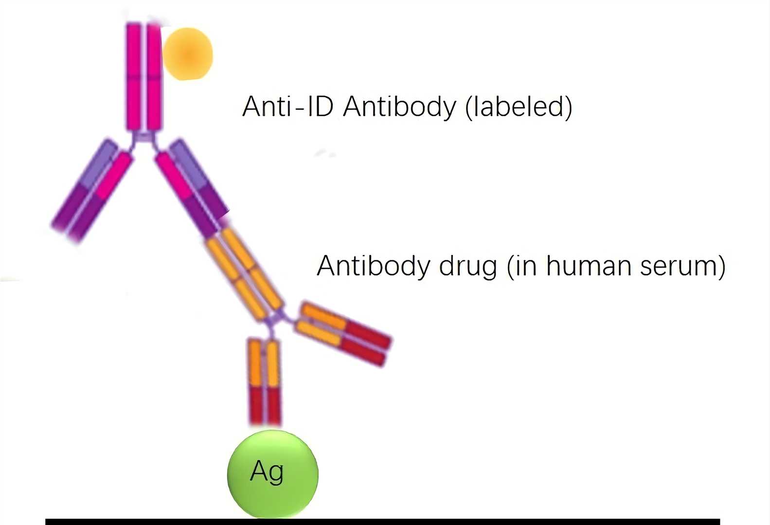 Schematic diagram of antigen capture ELISA measuring bound drug exclusively.