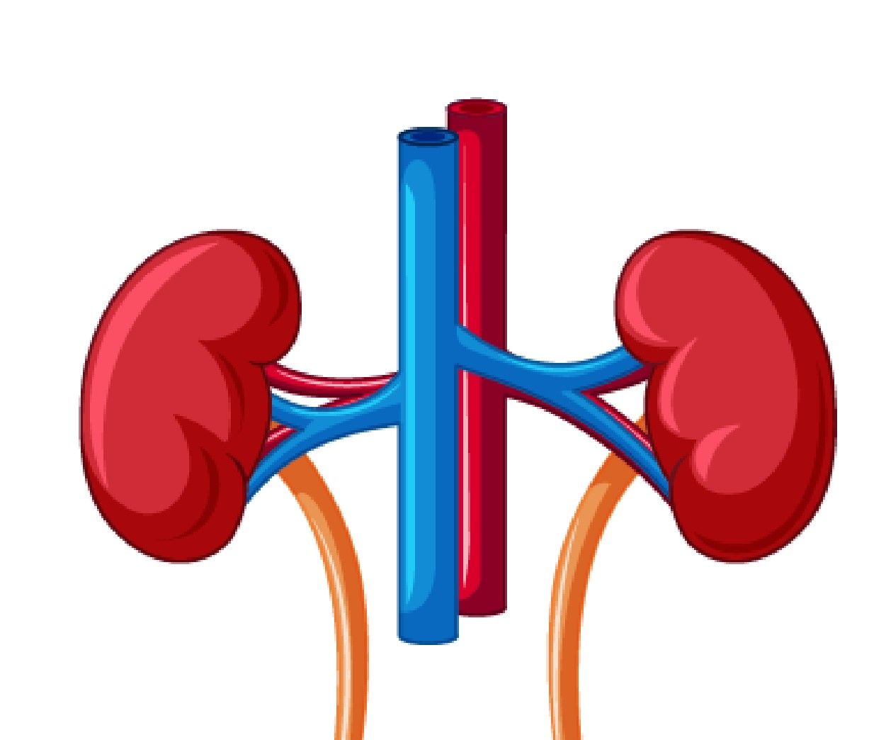 Fig.11 Kidney. (Creative Biolabs Authorized) 