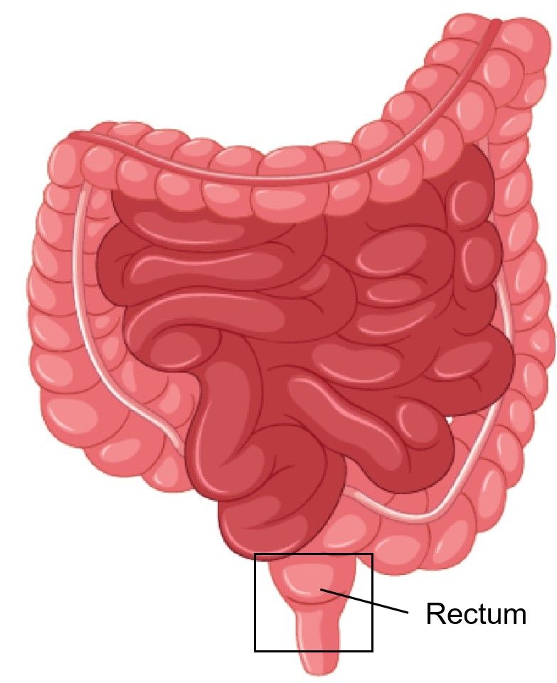 Fig.1 Rectum. (Creative Biolabs Authorized) 
