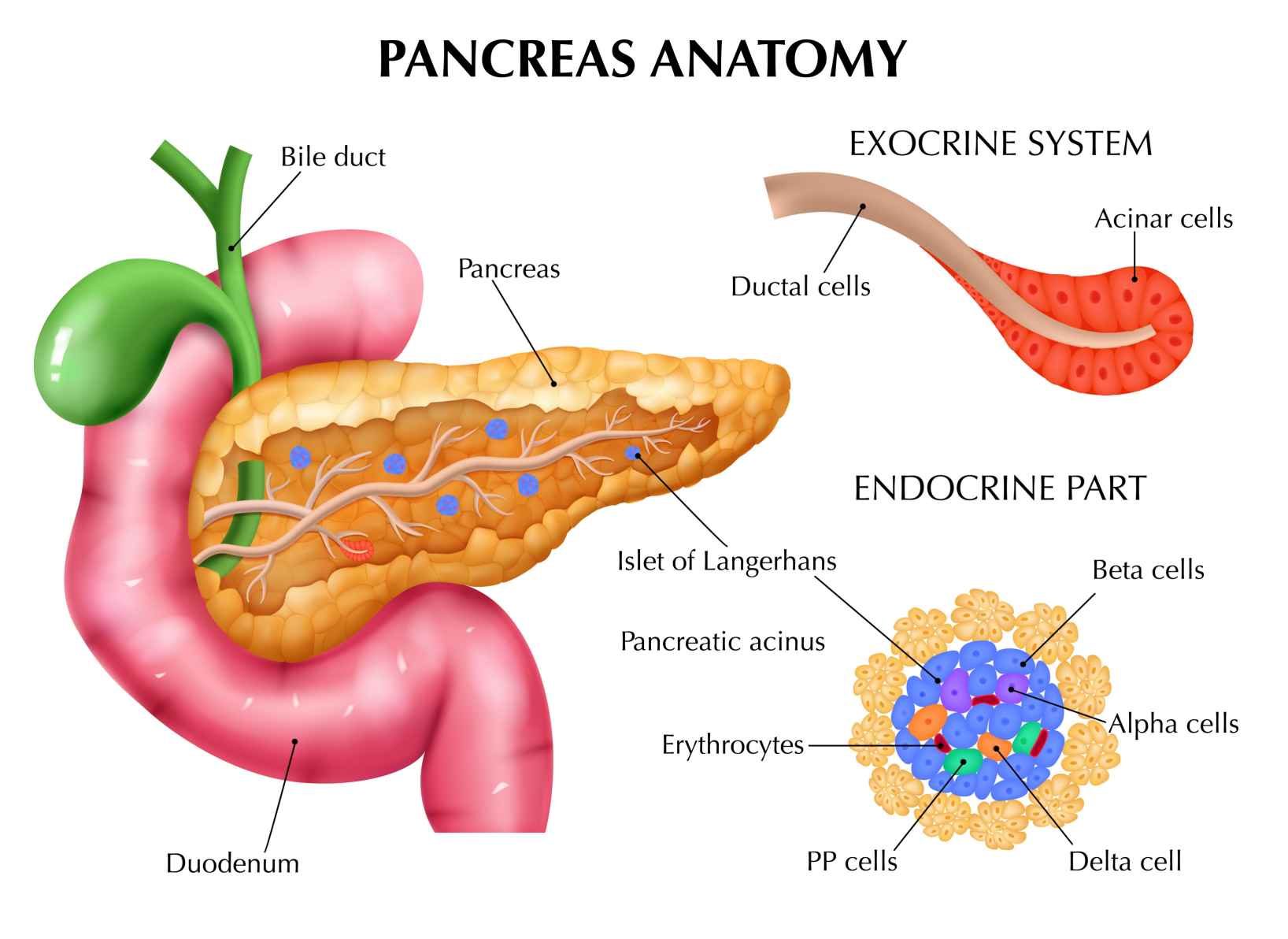 Fig.34 Pancreas. (https://www.freepik.com/free-vector/realistic-pancreas-anatomy-medical-composition-with-editable-text-captions-pointing-colored-parts-internal-organs-vector-illustration_28795248.htm#query=Pancreas&position=3&from_view=search&track=sph&uuid=00233c57-3e02-434f-86bd-ea44d7993b76)