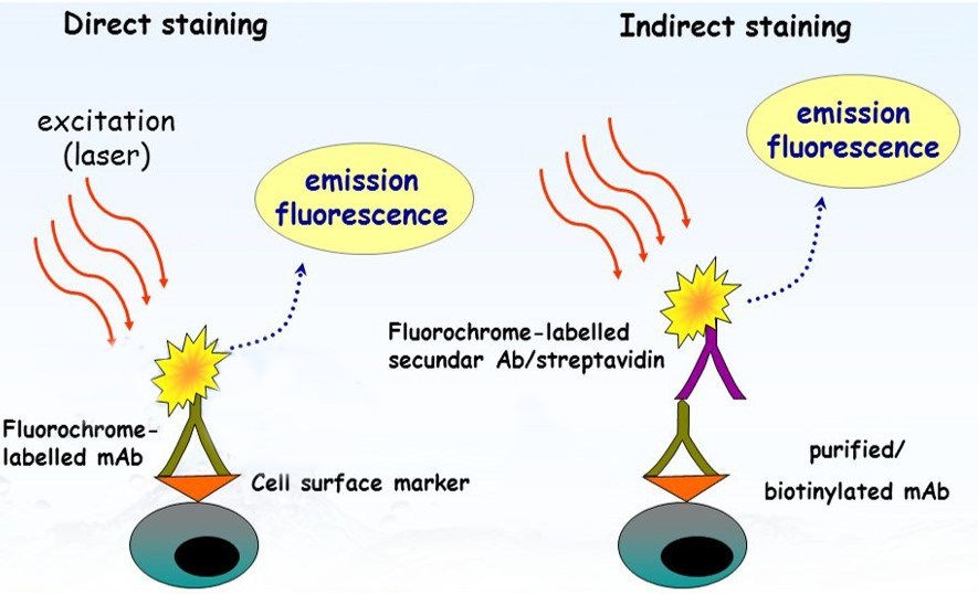 Direct Staining Flow Cytometry