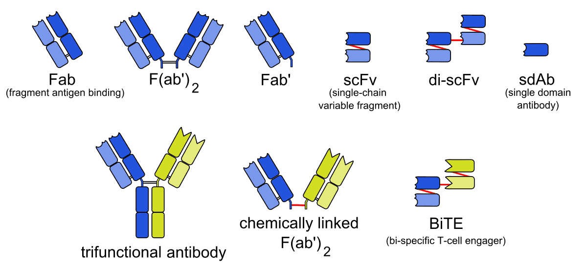 Fig.1 Types of monoclonal antibodies with other structures than naturally occurring antibodies. (By Anypodetos - Own work, Public Domain, https://commons.wikimedia.org/wiki/File:Engineered_monoclonal_antibodies.svg)