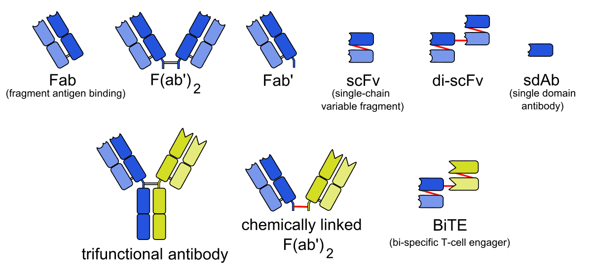 Indirect Staining Flow Cytometry