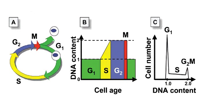 Cell Cycle Staining Flow Cytometry