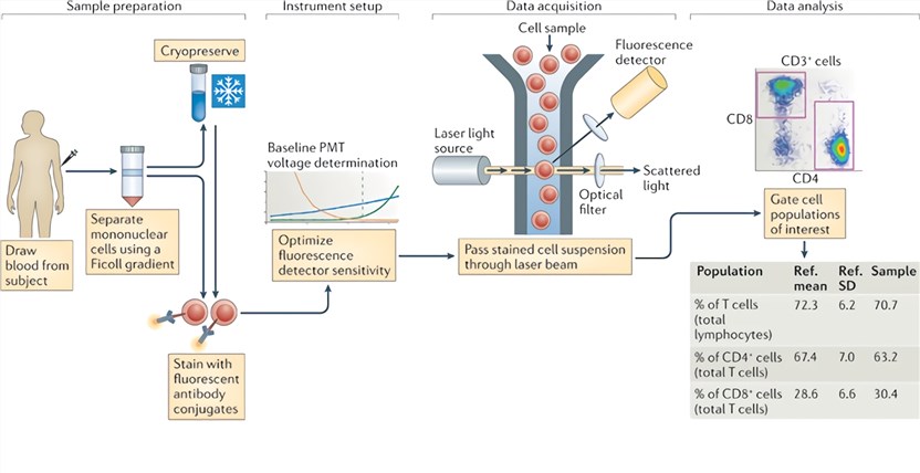 Cell Preparation for Flow Cytometry