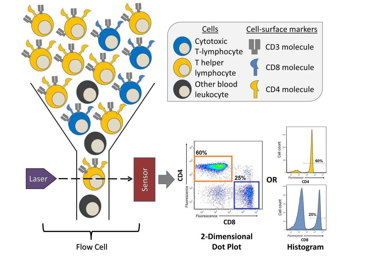 Fig.1 A brief overview of a flow cytometry experiment identifying T cells. (Verschoor, et al., 2015)