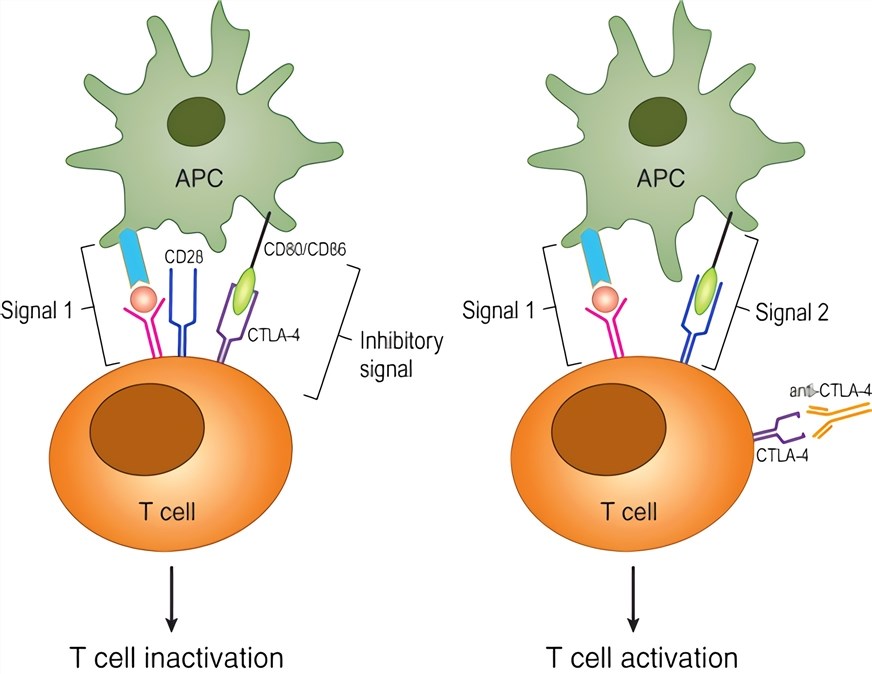 T cell activation.