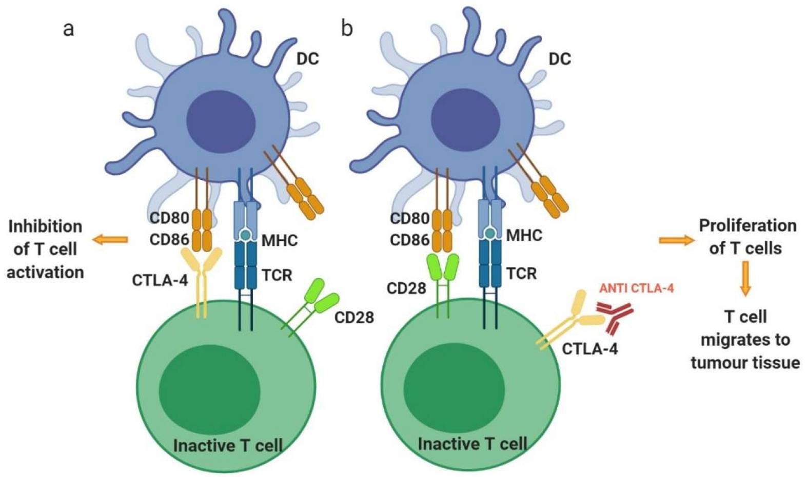 Fig.1 T cell activation. (Alard, et al., 2020)
