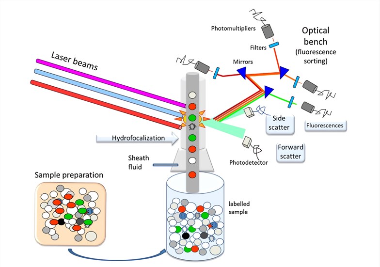 Flow cytometry : basic principles  What the use of flow cytometry