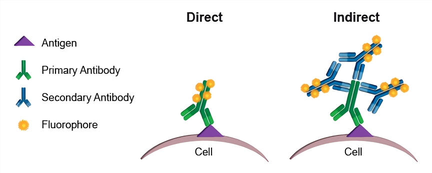 Direct and indirect immunofluorescence.