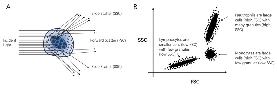 Measurement of FSC and SSC.