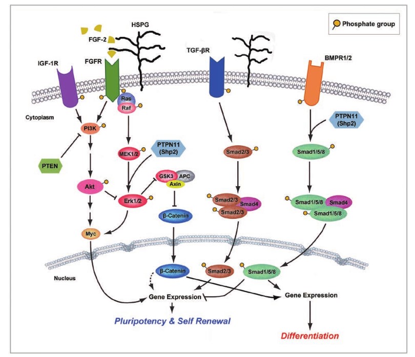Cell signaling pathways governed by protein phosphorylation