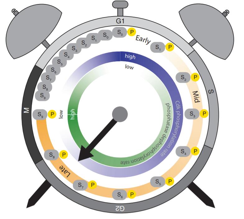 The timing of cell-cycle phosphorylation is regulated by intrinsic properties of the substrates