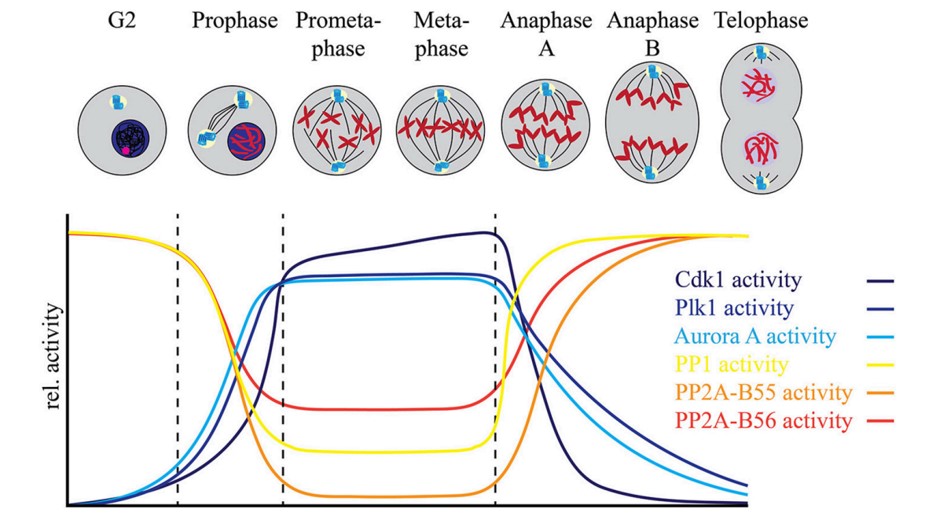 The timing of cell-cycle phosphorylation is regulated by intrinsic properties of the substrates