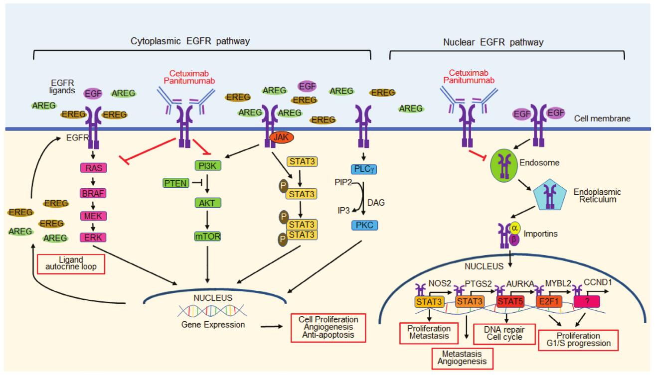 Targeting of the EGFR signaling pathway