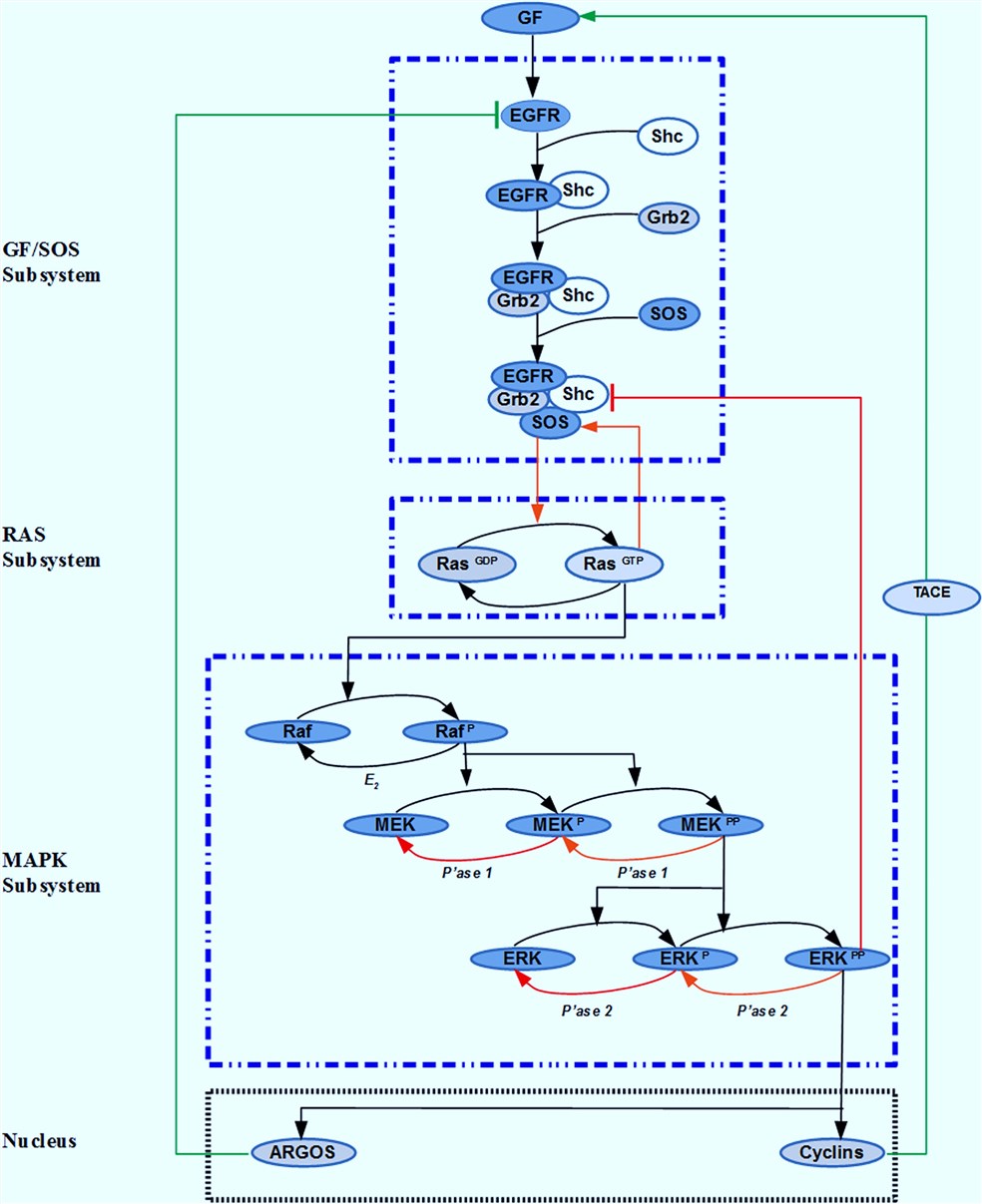 The ERK signaling pathway