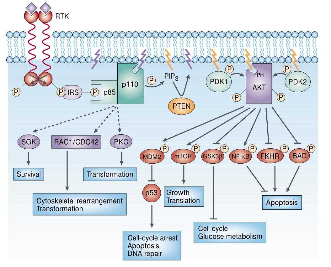 Cancer Related Pathway Phosphorylation Antibody Array Creative Biolabs