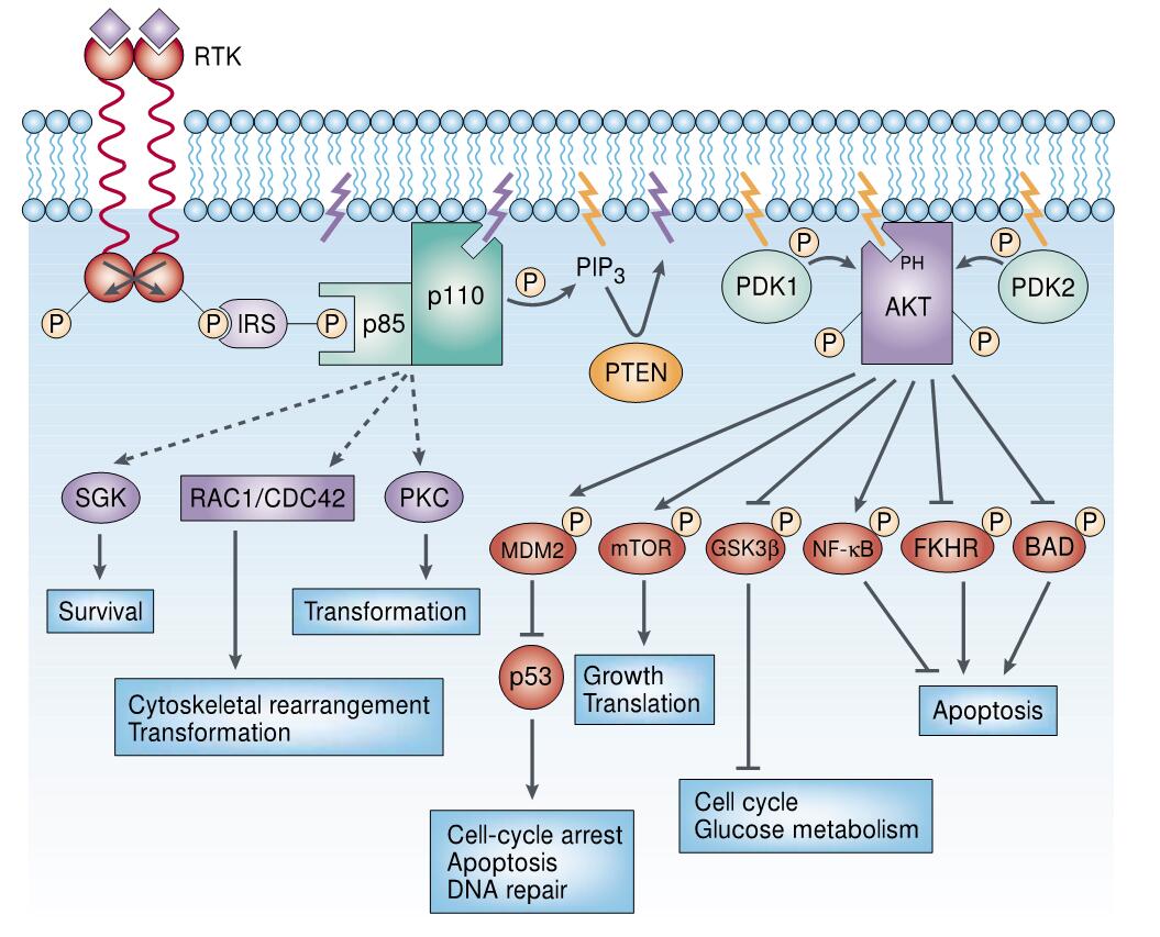 Activated AKT cellular growth, survival and proliferation through phosphorylation