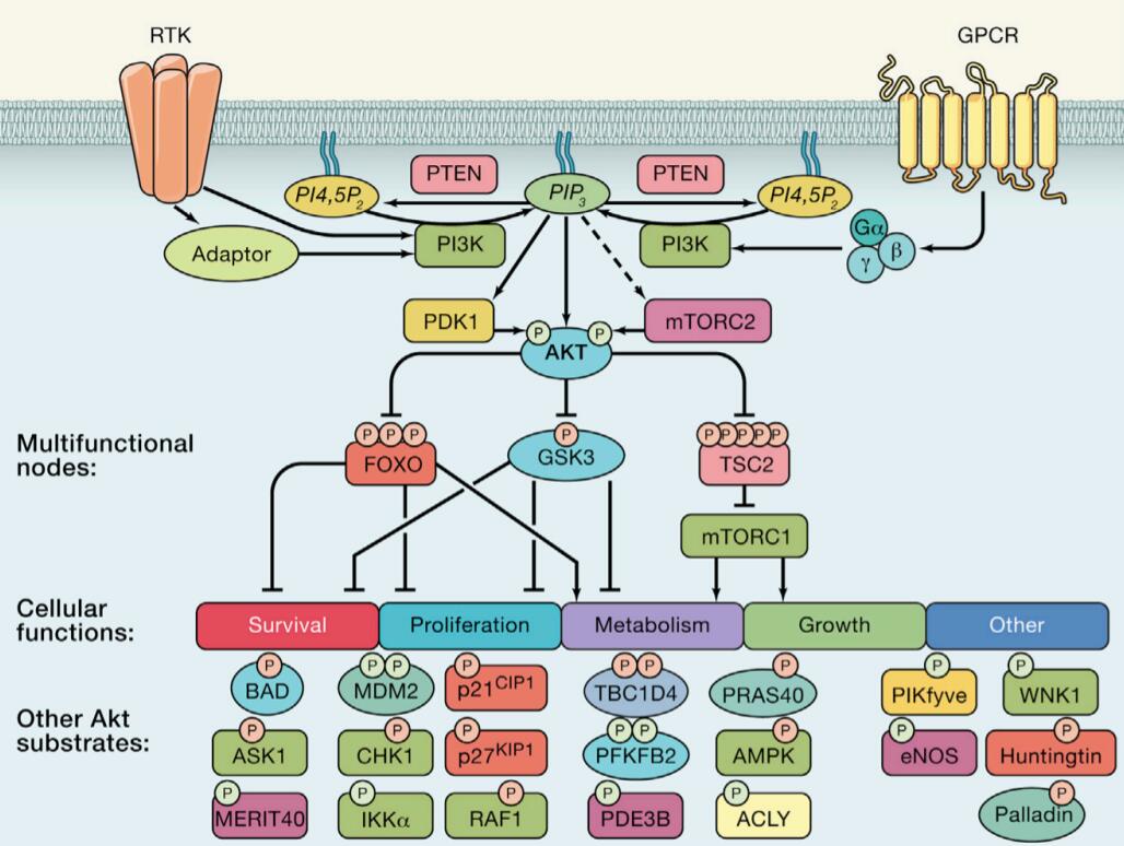 AKT Pathway Phosphorylation Antibody Array Creative Biolabs