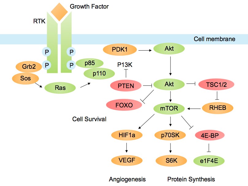PI3K-AKT pathway proteins involved in cancer