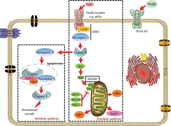 The intrinsic and extrinsic apoptotic pathways
