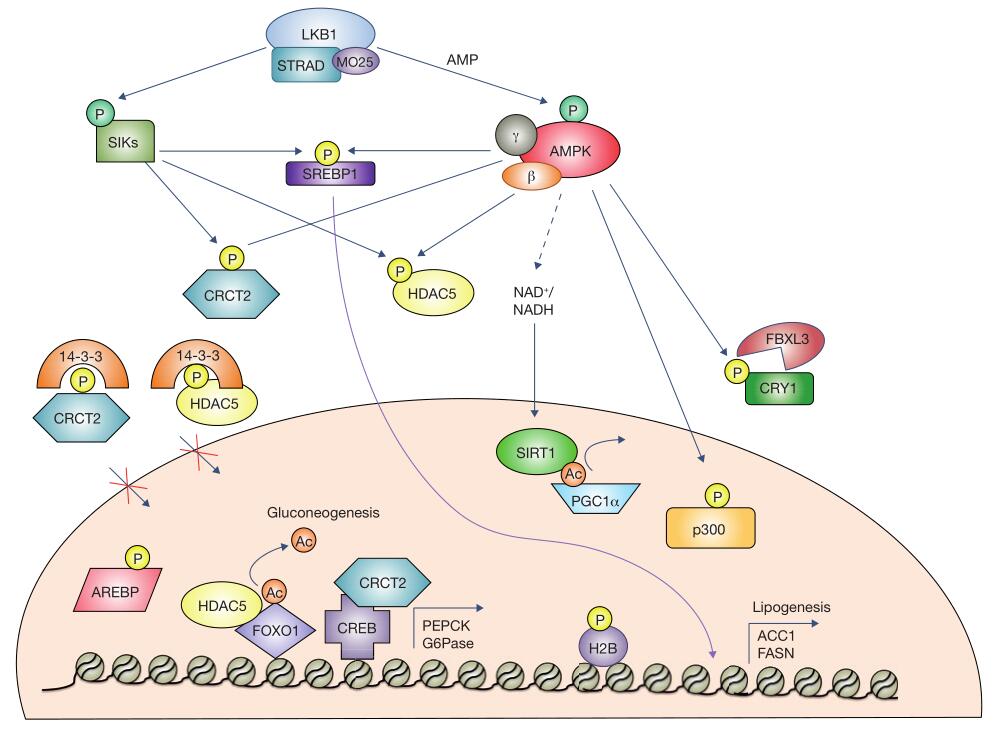 AMPK regulates several physiological processes through phosphorylation of transcription factors and coactivators