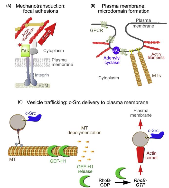 Branches of the cytoskeleton control signaling events