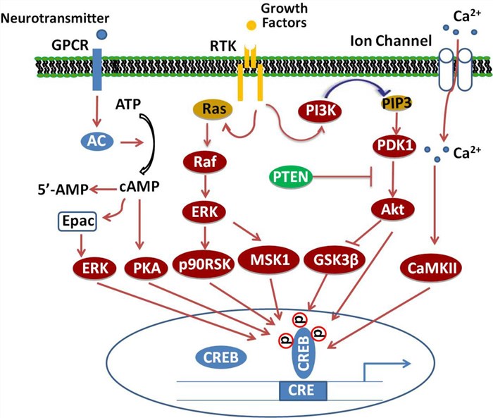 Signaling cascade of CREB