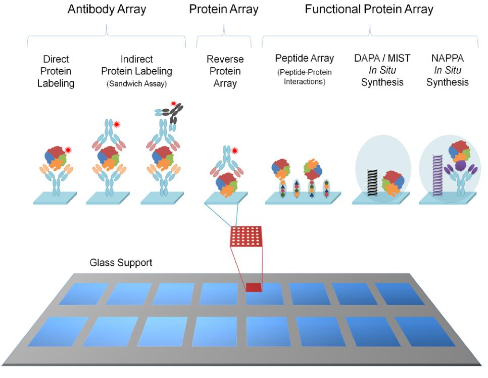 The basic flow of antibody array/protein array analysis