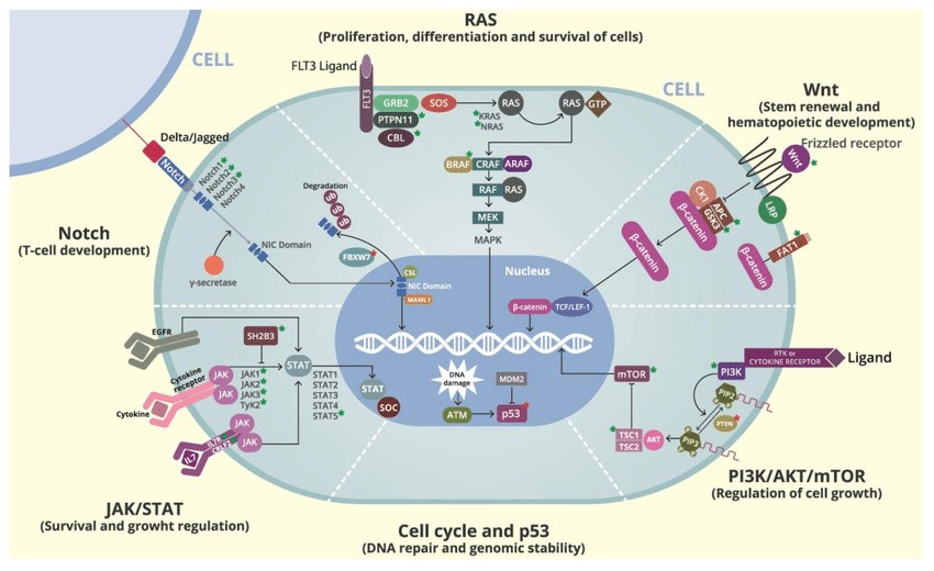 Fig.1 Cell signaling pathways. (Montaño, et al., 2018)