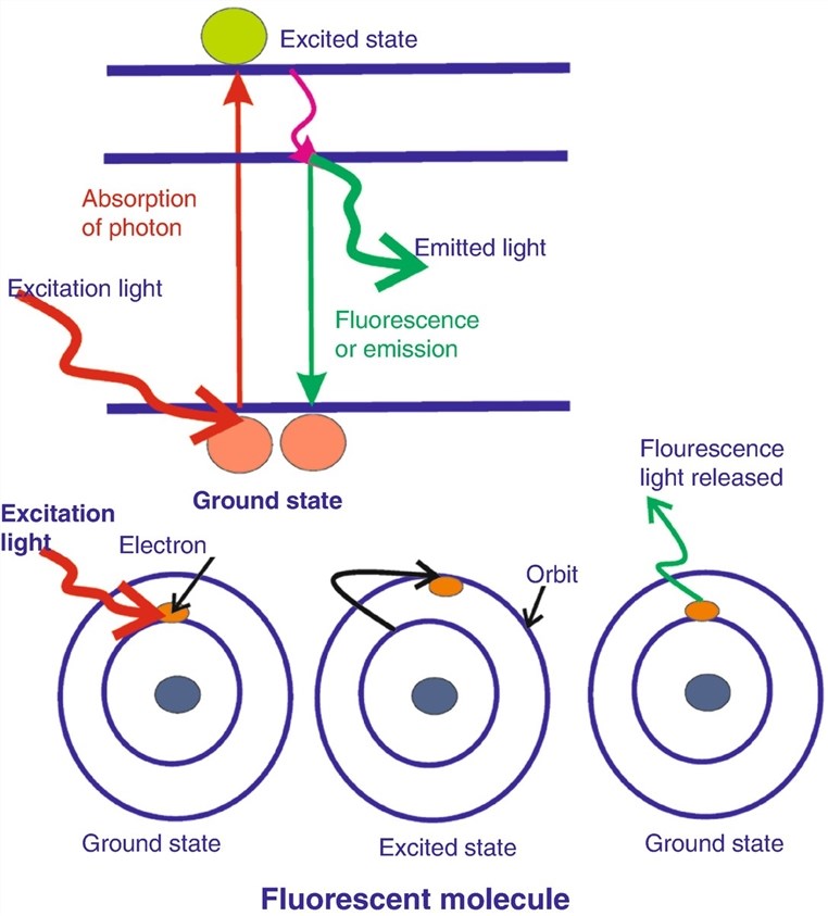 Immunofluorescence (IF) Creative Biolabs
