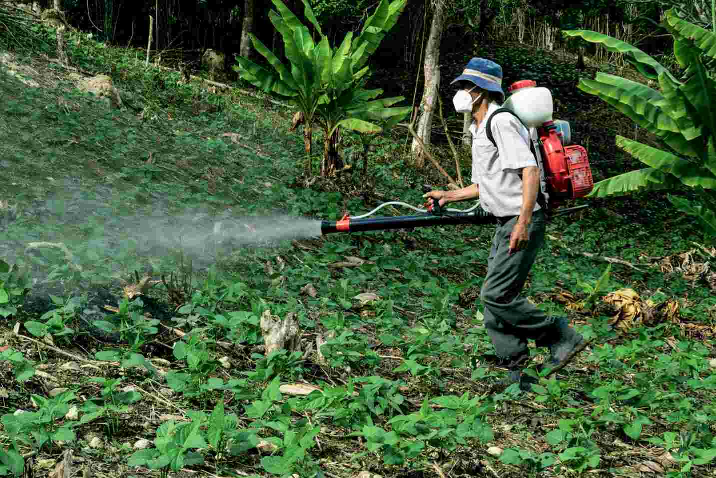 Fig.7 Pesticides & toxin. (From Pexels: By Gilmer Diaz Estela, free to use, https://www.pexels.com/zh-cn/photo/6345502/) 