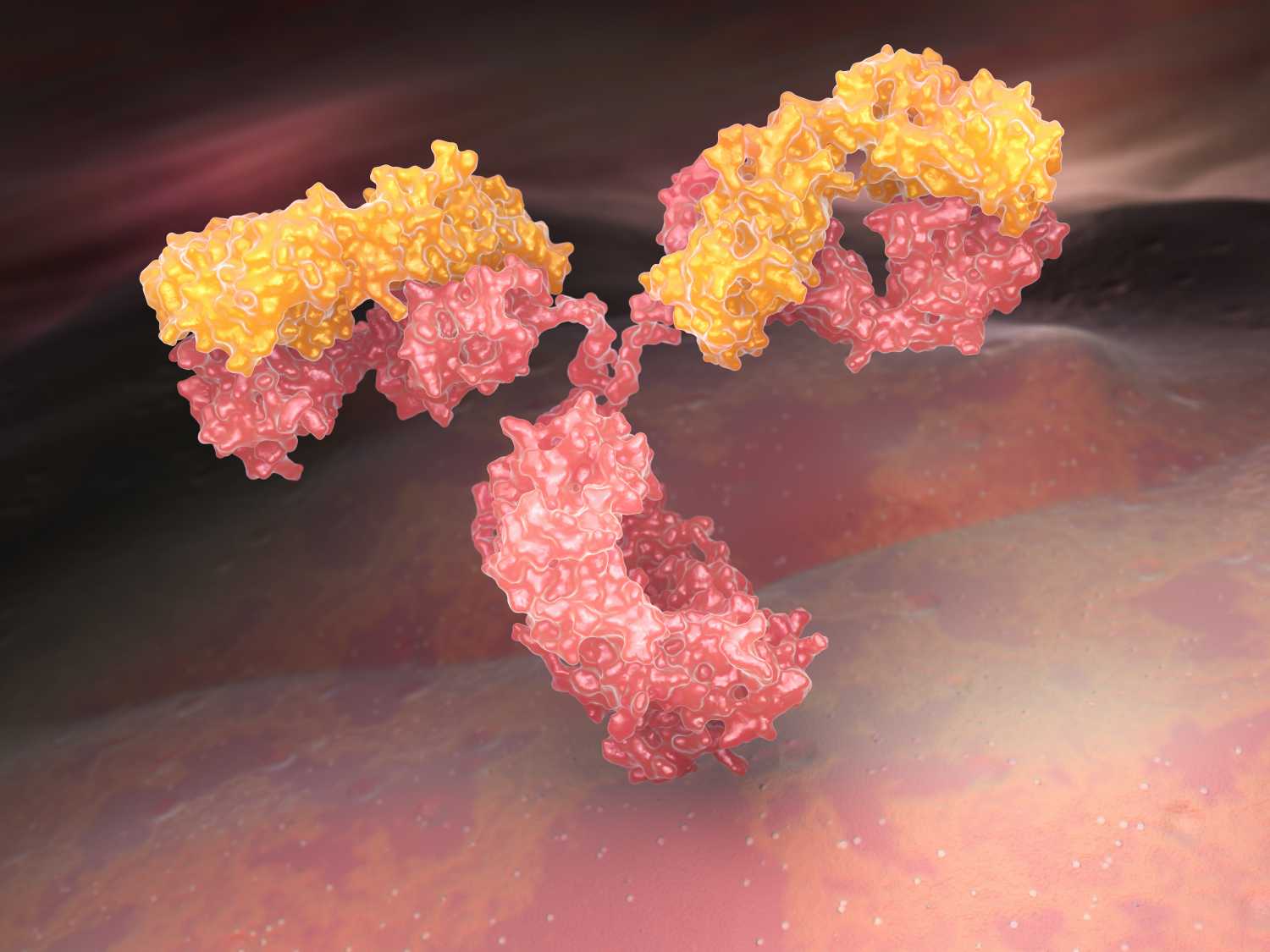 Fig.8 Immunoglobulin. (Creative Biolabs Authorized) 