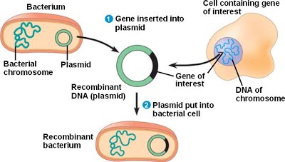 The basic steps of gene cloning.