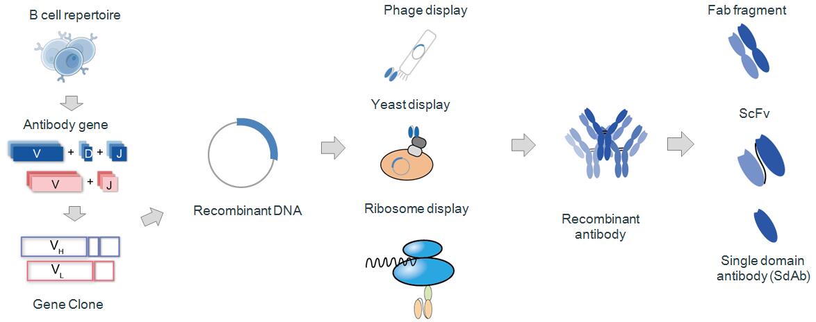 Production of recombinant antibody.