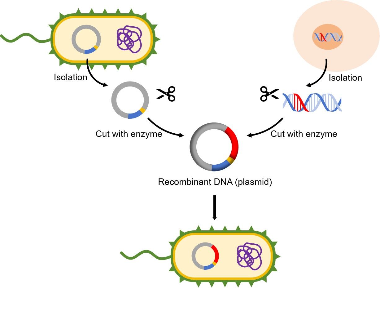 Fig.1 The basic steps of gene cloning. (Creative Biolabs Original)