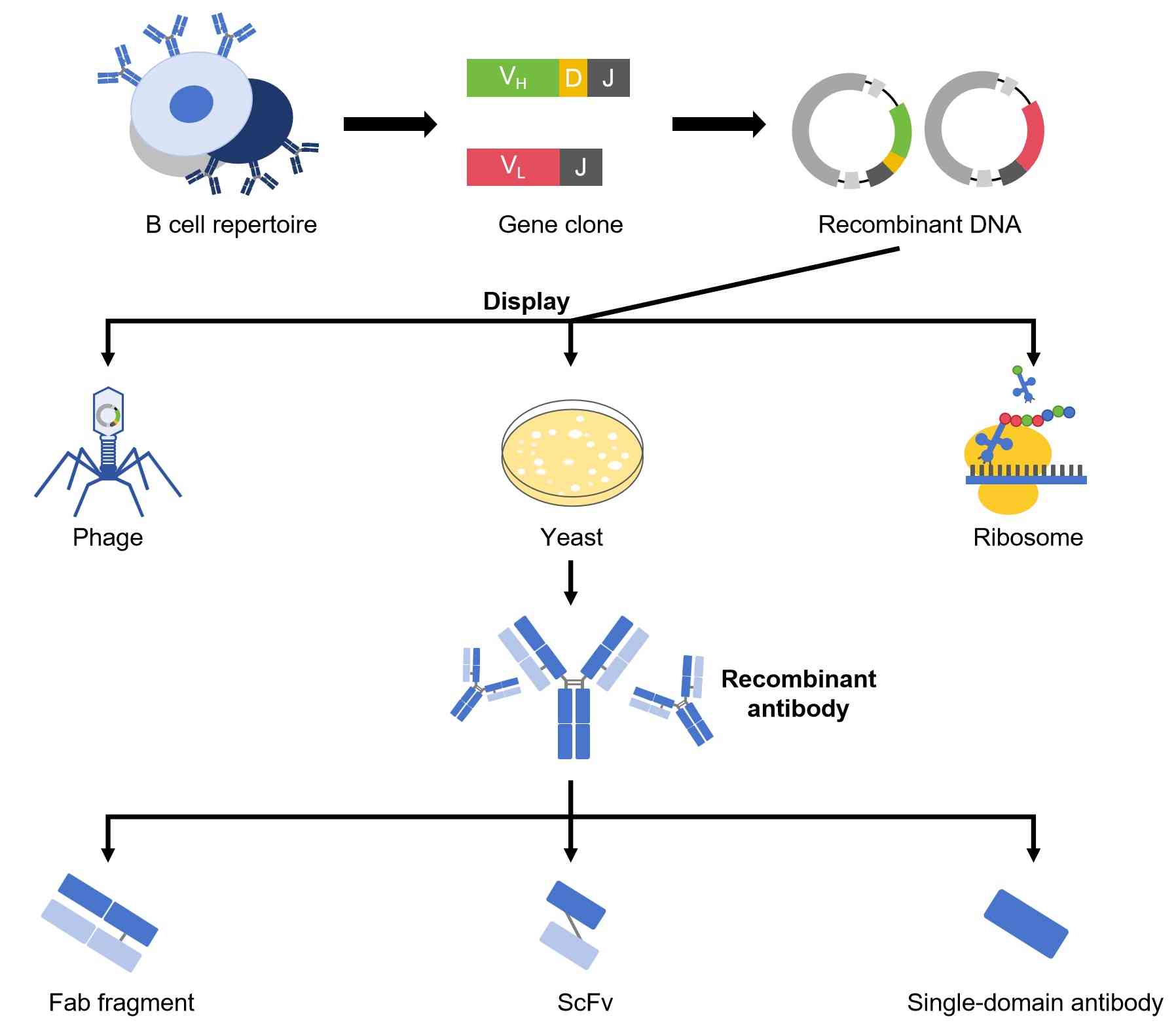 Fig.2 Production of recombinant antibody. (Creative Biolabs Original)