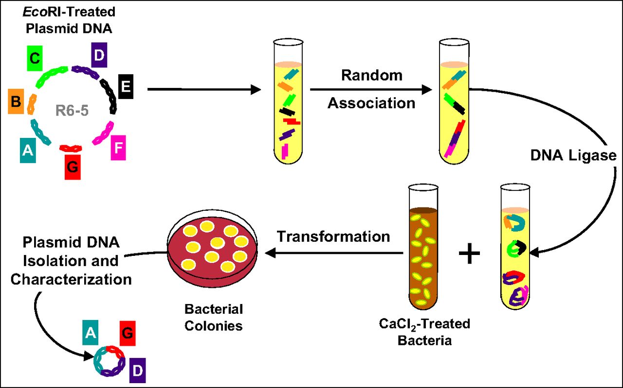 Schematic diagram of the strategy used for construction of biologically functional plasmid.