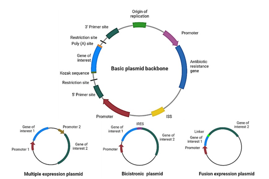 Schematic diagram of the strategy used for construction of biologically functional plasmid.