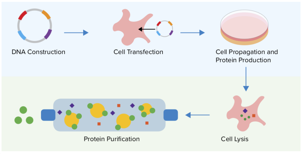Transformation/transfection of plasmid and protein expression.